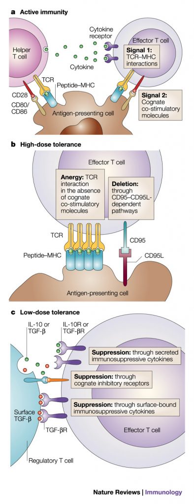 OralTolerance Clinical Pearl