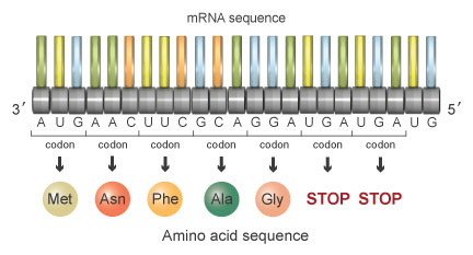 Amino acid sequence